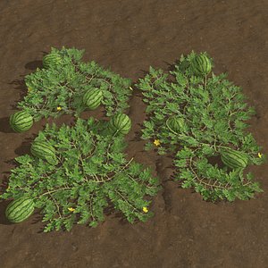 watermelon plantation