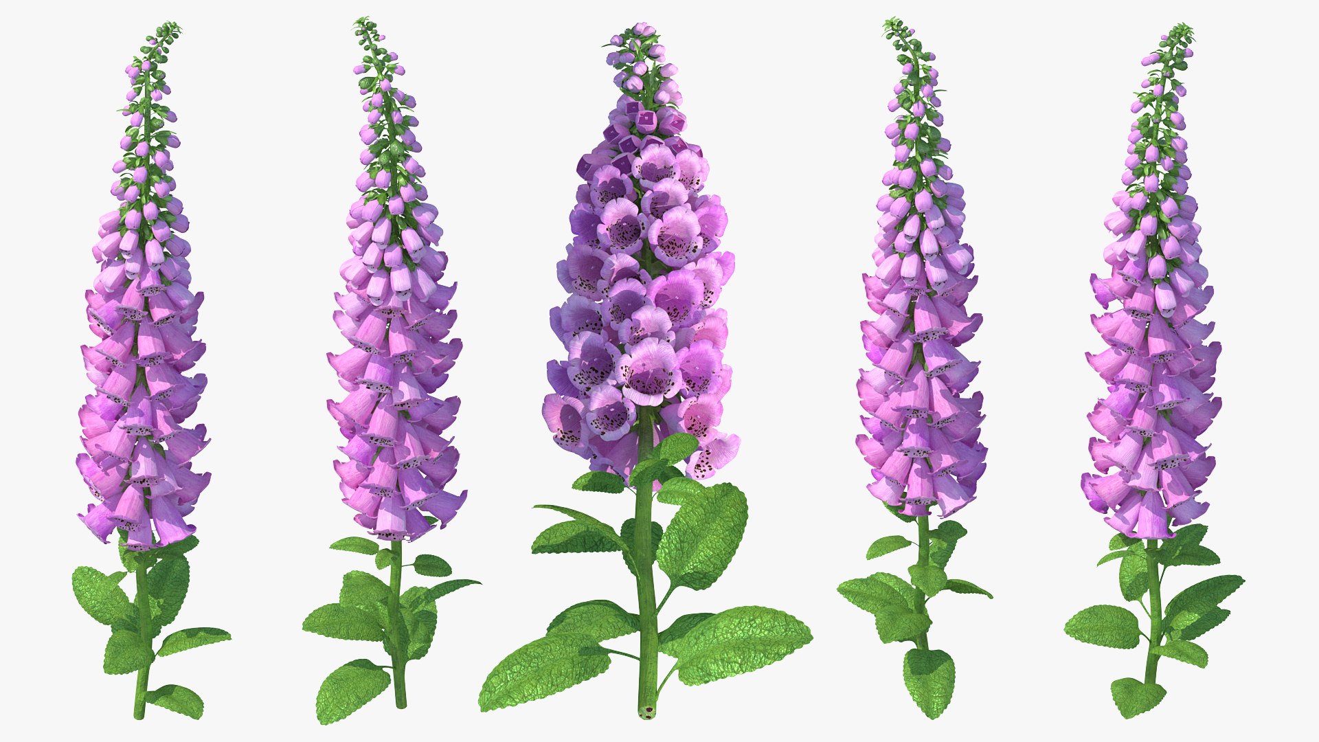 Purple Foxglove 3D model preview