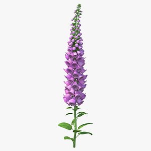 Purple Foxglove