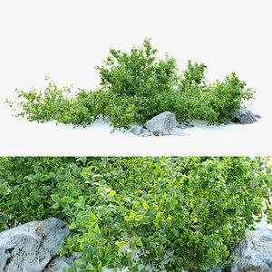 Aronia melanocarpa bush with rocks 3D model