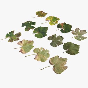 Fall Autumn Grape Leaves Leaf Low-poly