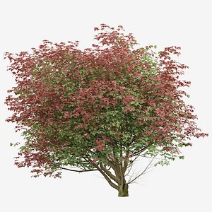 Set of Acer Japonicum Vitifolium or Full Moon Maple Tree - 2 Trees 3D model