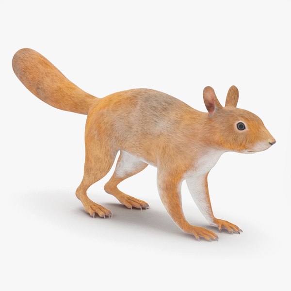 3D Red Squirrel model