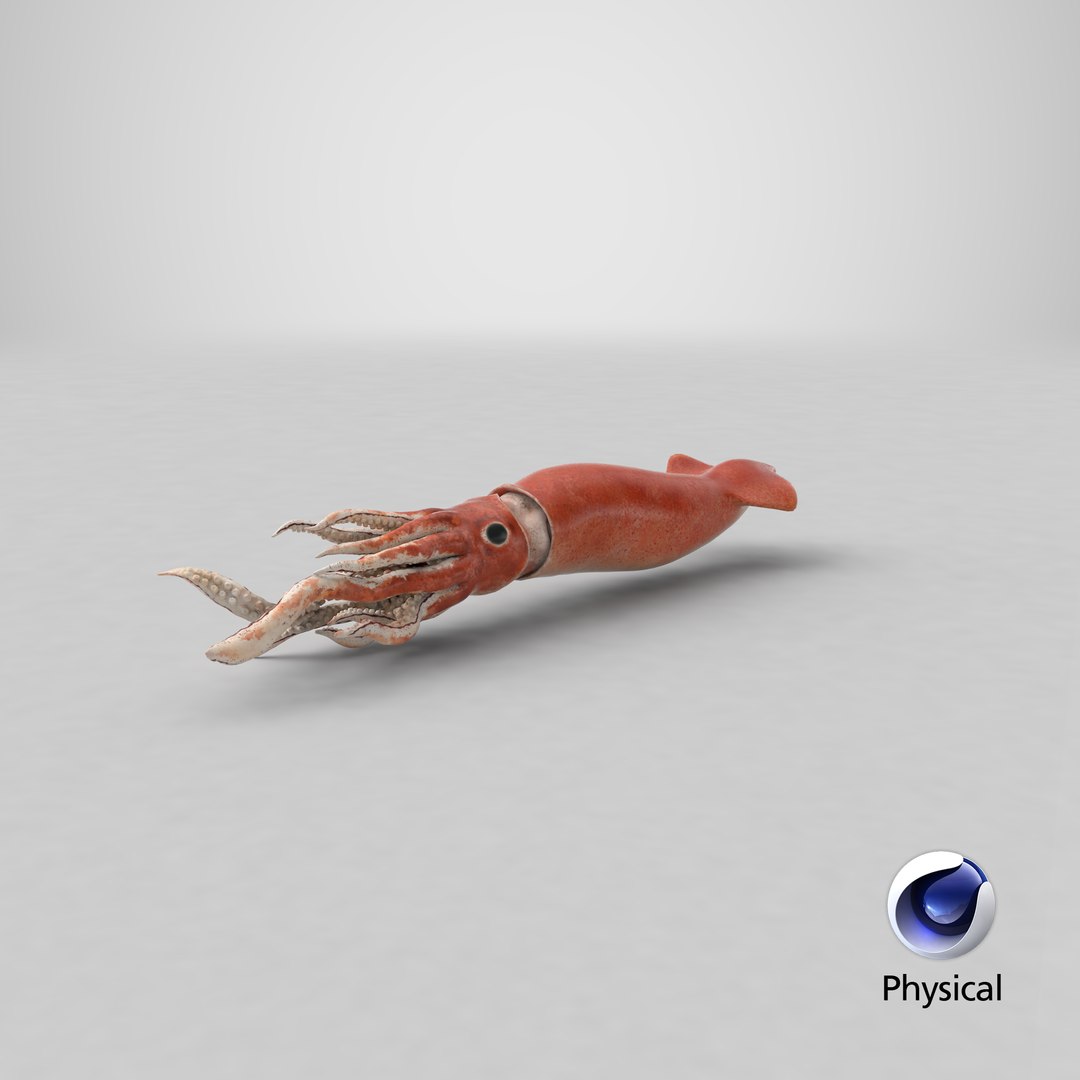 slender inshore squid doryteuthis 3D model https://p.turbosquid.com/ts-thumb/4s/1AMNBy/jP2aCq2t/stemcell_cinema_4d_physical_render/png/1602601893/1920x1080/fit_q87/f0e6678b4a7939e7f54cb9da7d104b071e3edb36/stemcell_cinema_4d_physical_render.jpg