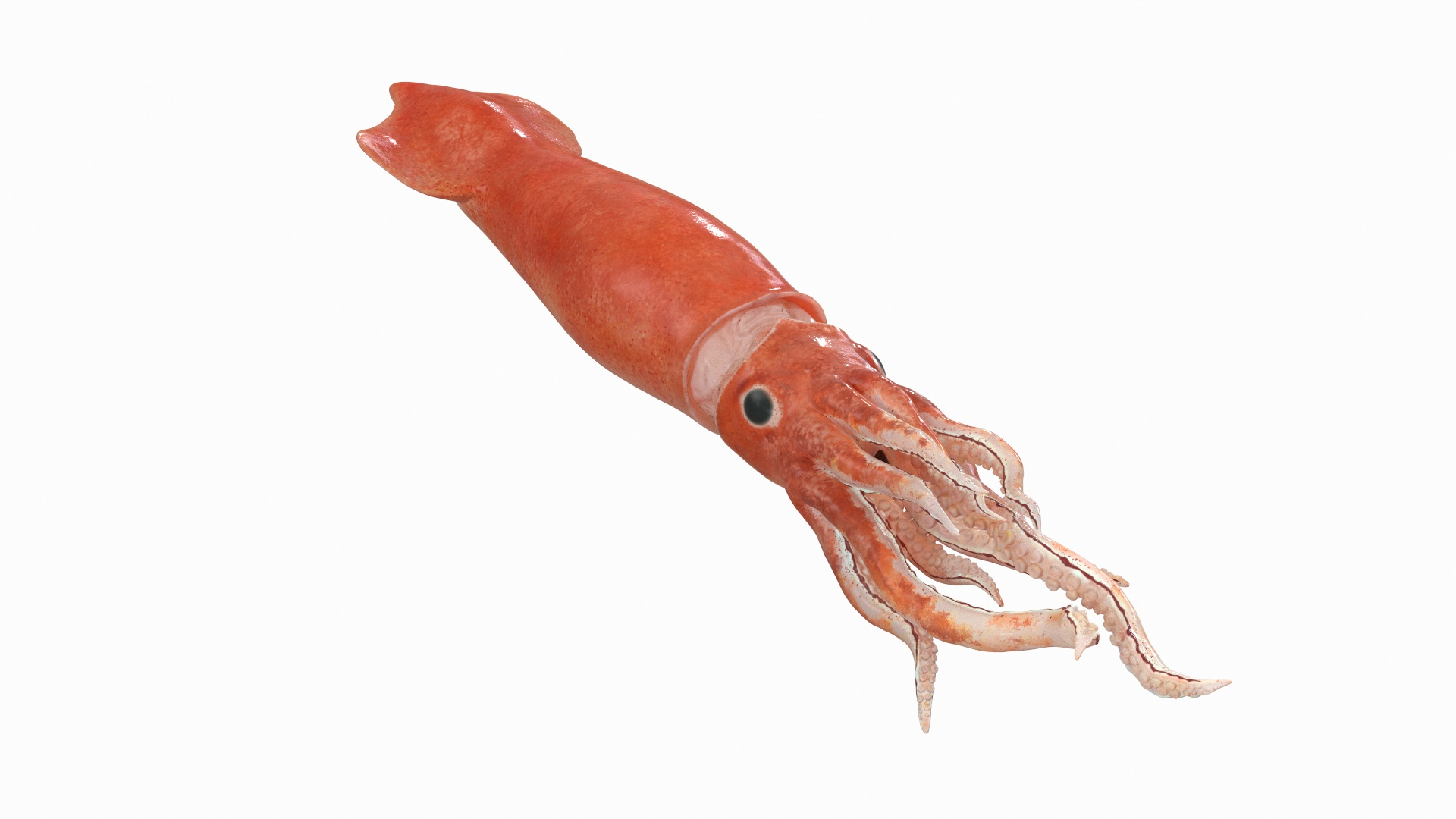 slender inshore squid doryteuthis 3D model https://p.turbosquid.com/ts-thumb/4s/1AMNBy/regssAWg/slender_inshore_squid_doryteuthis_plei_360/jpg/1600480807/1920x1080/turn_fit_q99/04bef900774fa87ee6a804e4439c0cba26f51d44/slender_inshore_squid_doryteuthis_plei_360-1.jpg