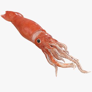 slender inshore squid doryteuthis 3D model
