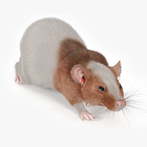 Realistic Dumbo Rat Fur