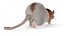 Realistic Dumbo Rat Fur 3D