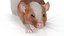 Realistic Dumbo Rat Fur 3D