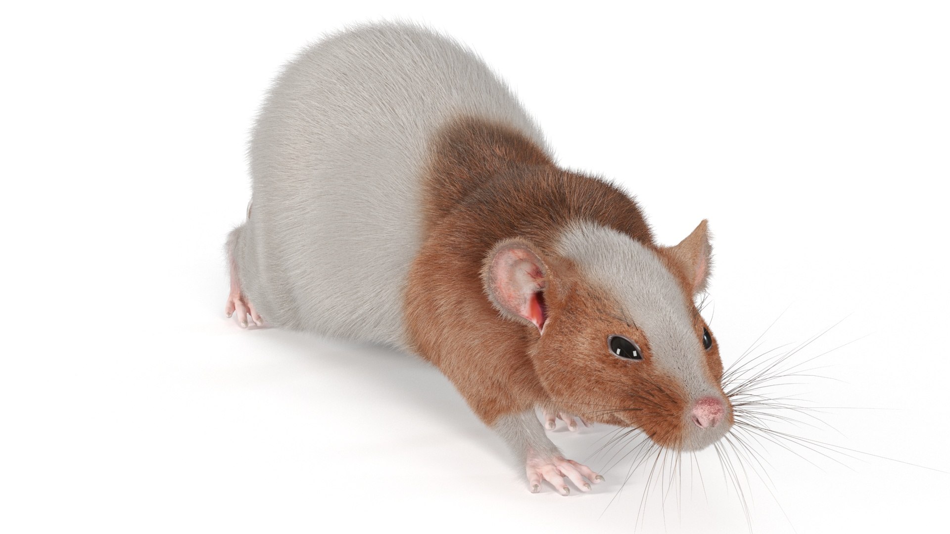 Realistic Dumbo Rat Fur 3D https://p.turbosquid.com/ts-thumb/4s/1d7Cgi/rm/realistic_dumbo_rat_fur_002/jpg/1734109237/1920x1080/fit_q87/2a7382ff1e38d3a3b0b0fbbc1409a9930339e6b3/realistic_dumbo_rat_fur_002.jpg