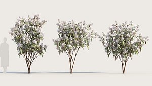 Clerodendrum quadrilocular a