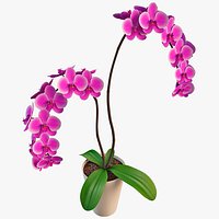 Orchidea Flower