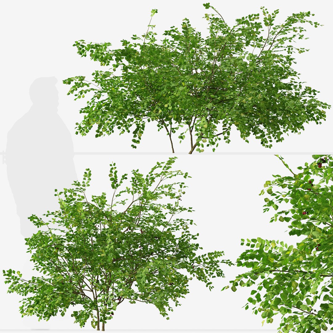 С трех кустов. Проект про кустарники. Кустарники 3d модель. Кусты ПДС. Bush and shrub difference.