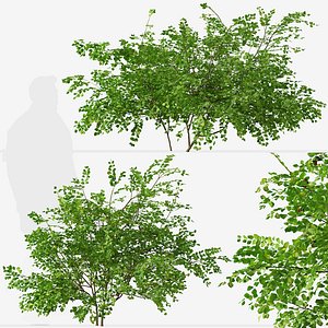 Set of Bramble or Rubus fruticosus plants 3D