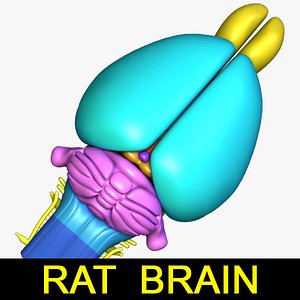 max rat brain