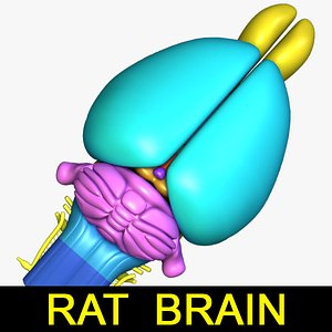 Rat Brain