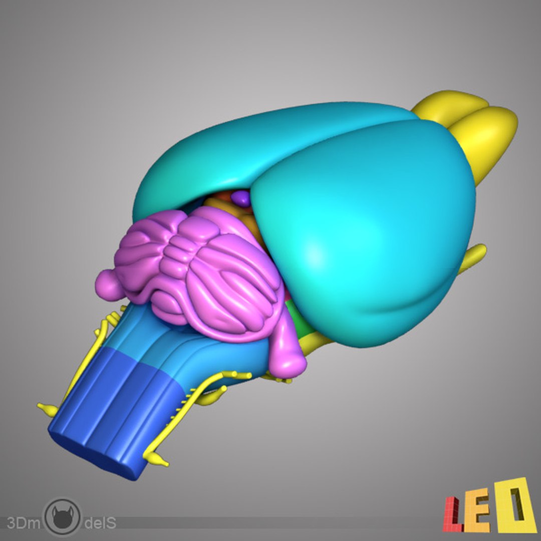 Max Rat Brain