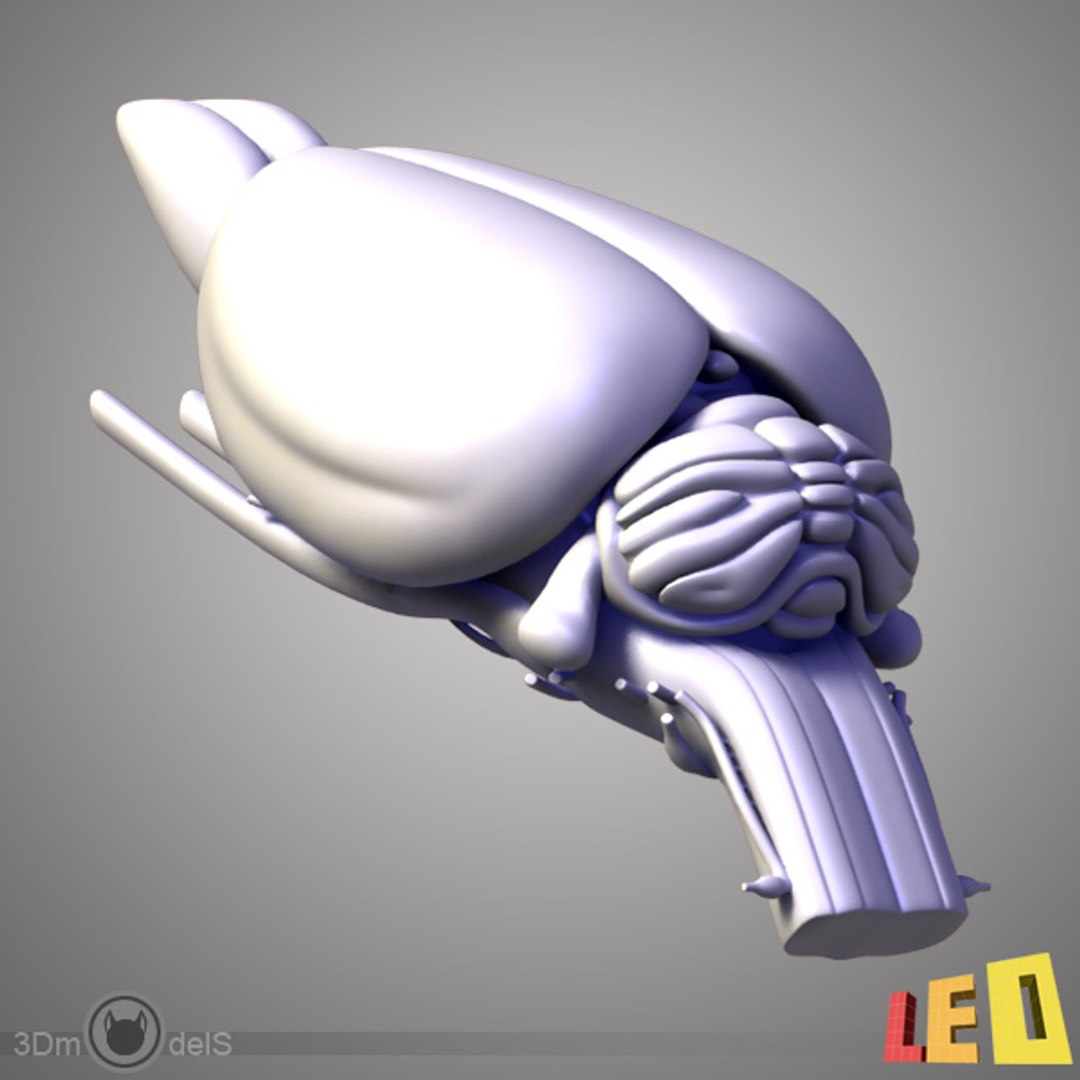 Max Rat Brain