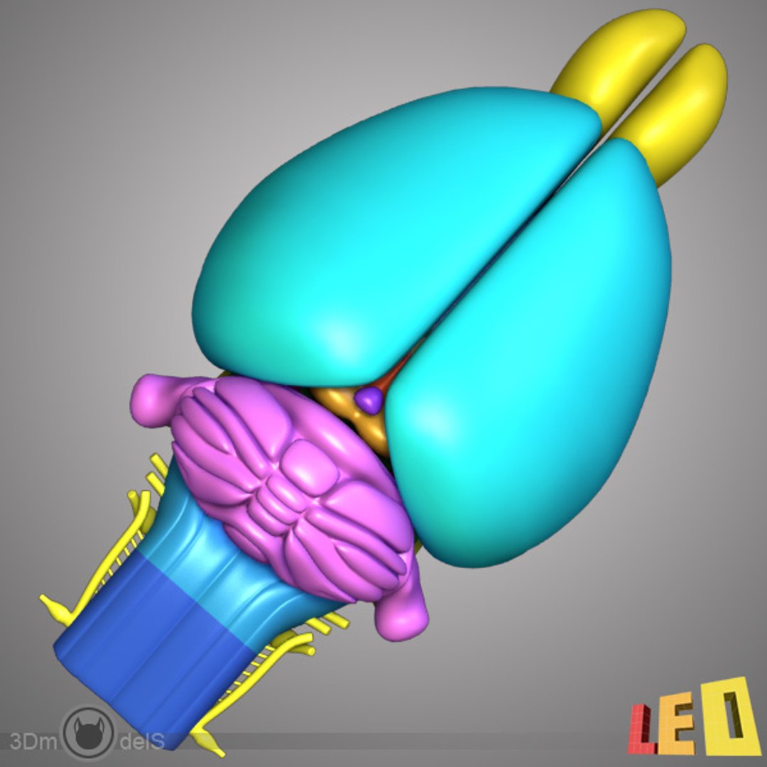 Max Rat Brain