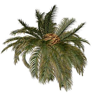 3D Sago Palm Tree - 03 -