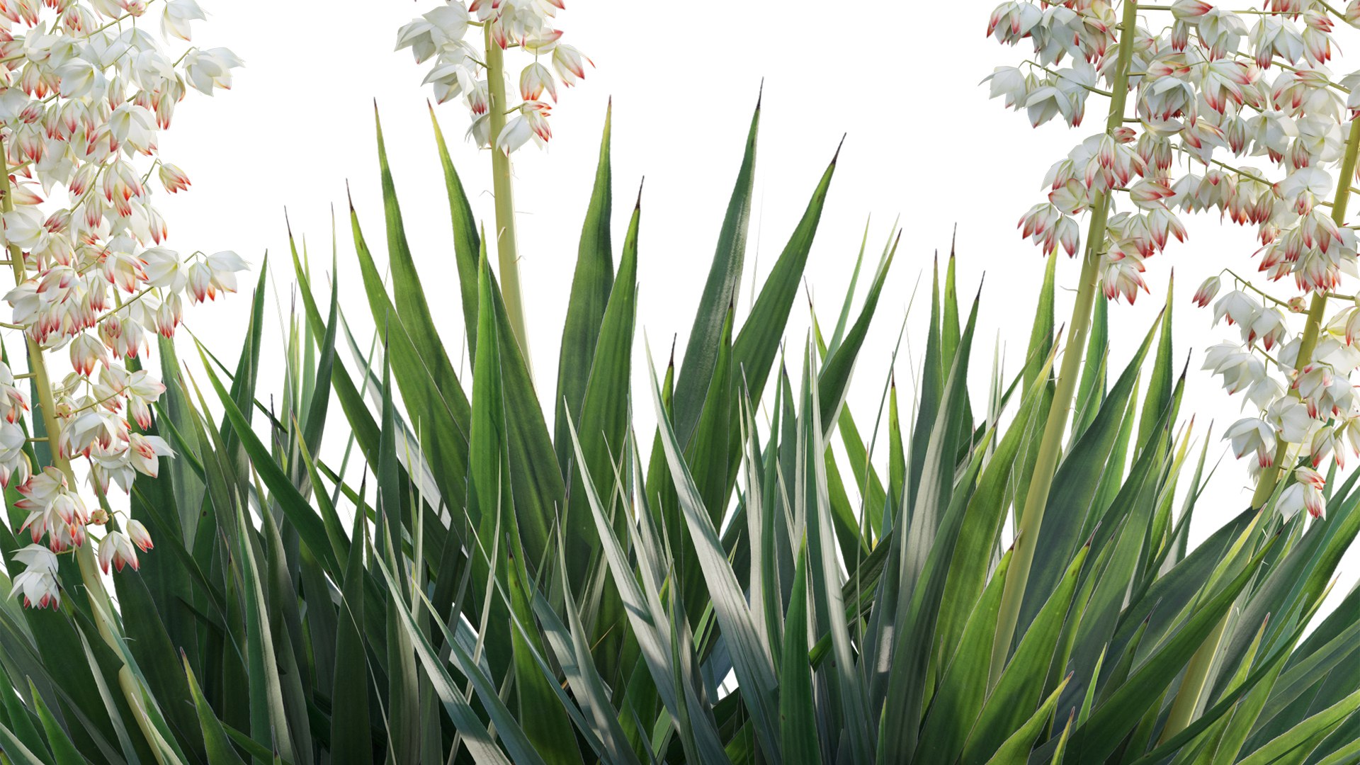 3D Yucca Aloifolia Spanish Aloe Yucca Model TurboSquid