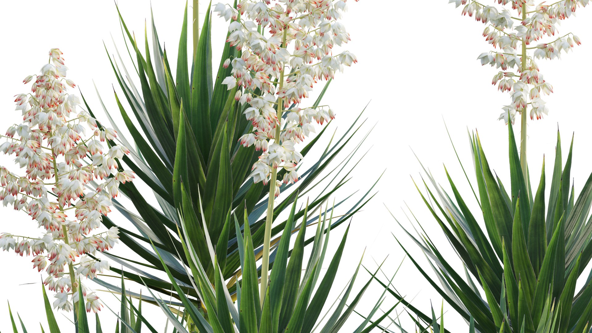 3D Yucca Aloifolia Spanish Aloe Yucca Model TurboSquid