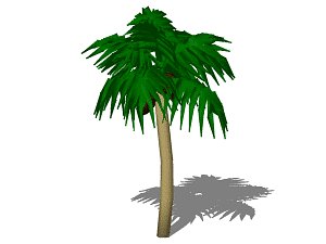 Palm Tree