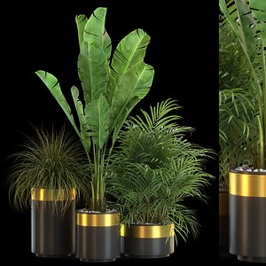 Plants collection 638