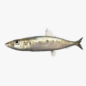 Japanese Sardine - Maiwashi - Sardinops sagax