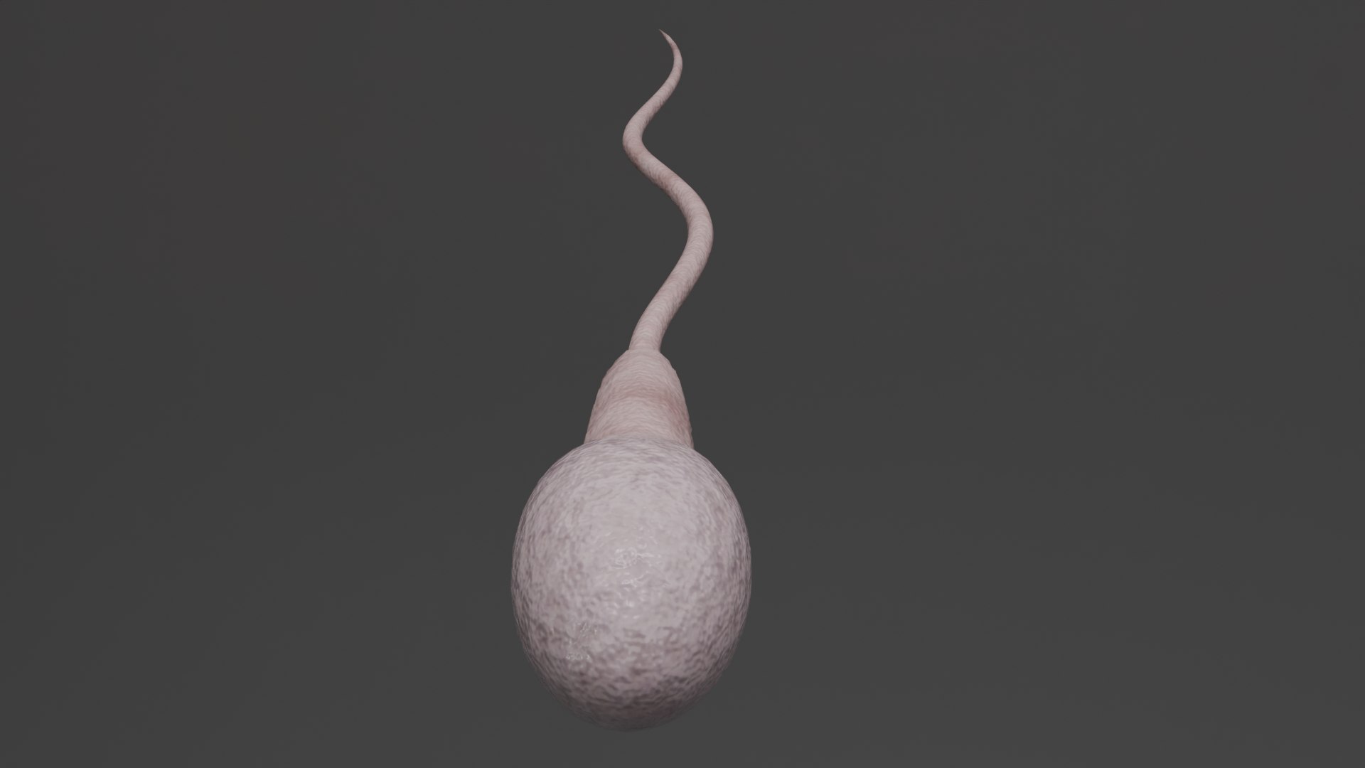 Human Sperm Cell model https://p.turbosquid.com/ts-thumb/4t/AyXEKn/0h/4/png/1786210431/1920x1080/fit_q87/9b18c5ec768889ab2c2c0df434fc17674bd9f069/4.jpg