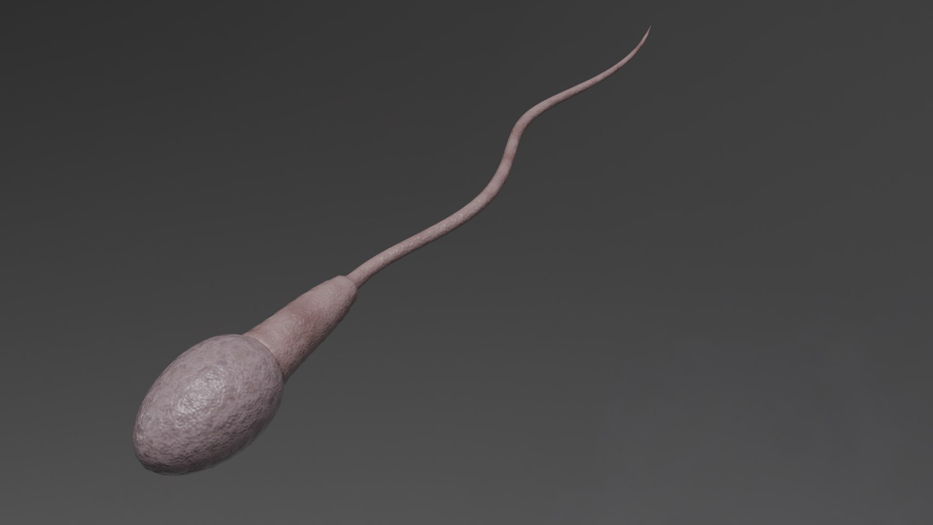 Human Sperm Cell model https://p.turbosquid.com/ts-thumb/4t/AyXEKn/AV/2/png/1786210428/1920x1080/fit_q87/b60119ca49bf6fb0752d17f6fdef12f181bc5ac6/2.jpg