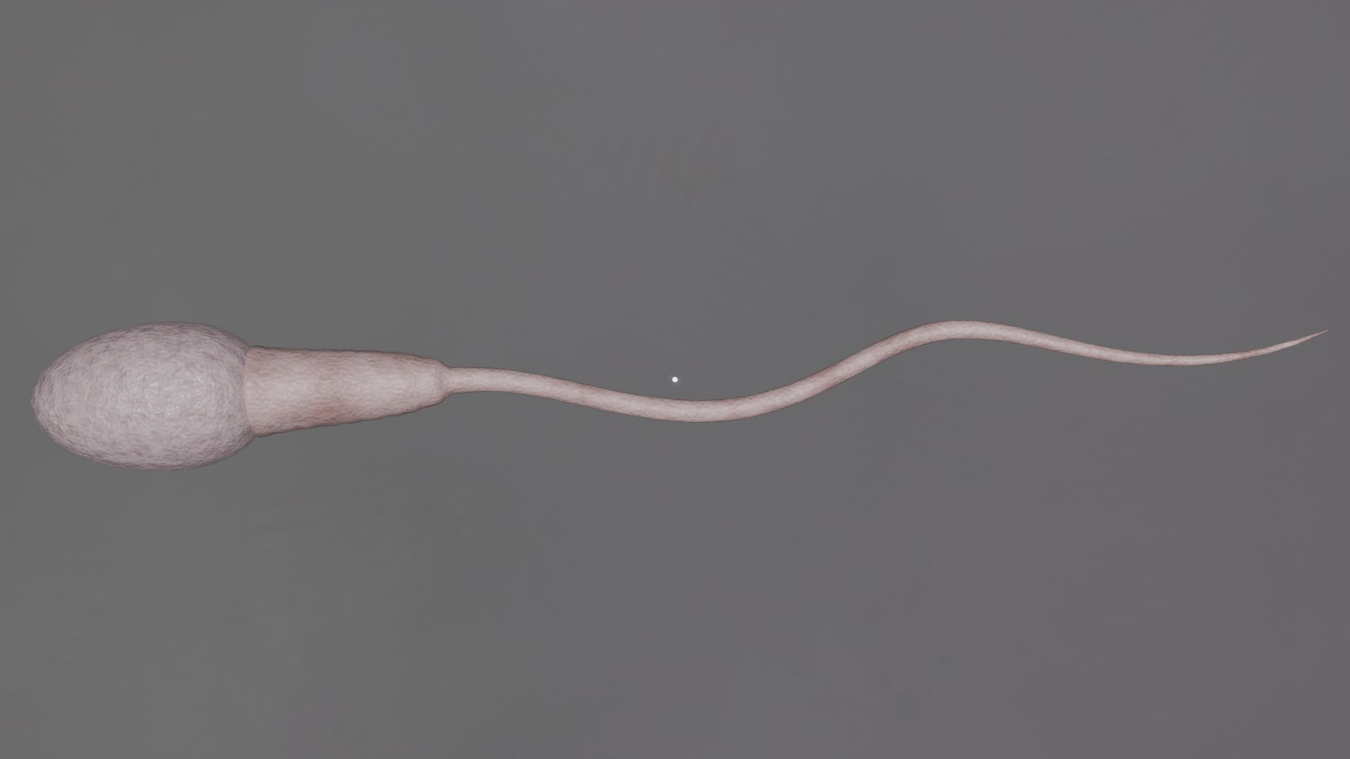 Human Sperm Cell model https://p.turbosquid.com/ts-thumb/4t/AyXEKn/Mr/top/png/1786211976/1920x1080/fit_q87/302d5a3807fb5be0a62e35b60e178630cbaa44d1/top.jpg