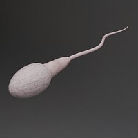 Human Sperm Cell