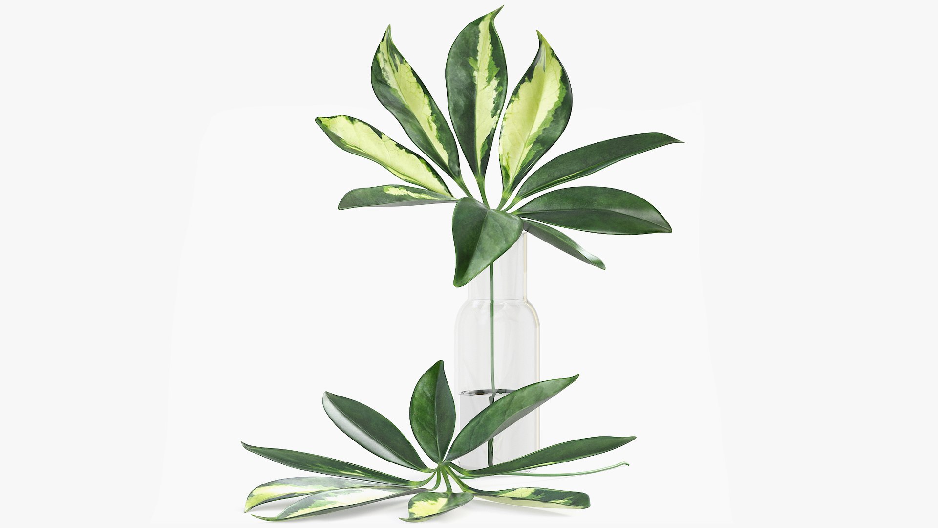 3D Schefflera Leaves Model - TurboSquid 1531395