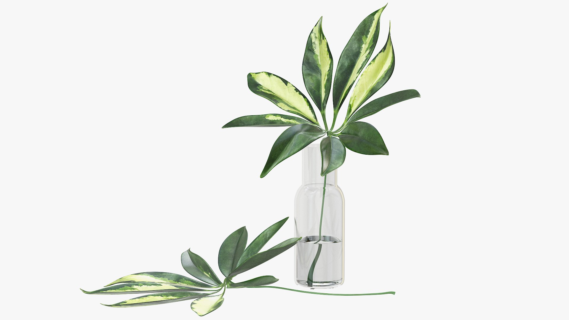 3D Schefflera Leaves Model - TurboSquid 1531395