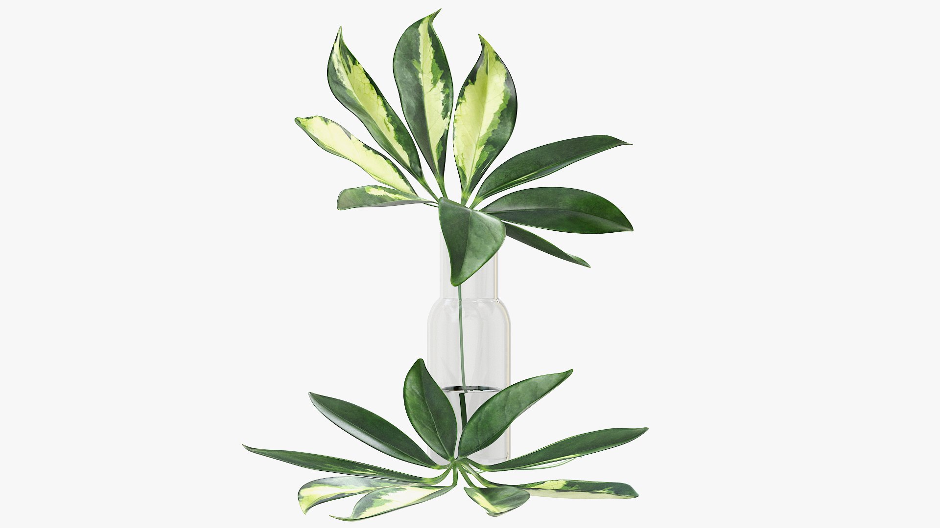 3D Schefflera Leaves Model - TurboSquid 1531395