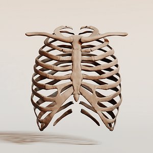 Human Rib Cage 3D Model - Detailed Anatomical Thoracic Skeleton
