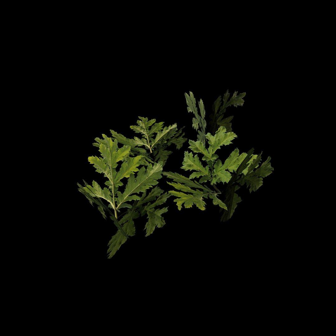 3D grass complex leaves https://p.turbosquid.com/ts-thumb/4t/S9cMSN/9vmJ7szJ/t28/jpg/1603160586/1920x1080/fit_q87/4a8e088ced5bd76febeb31e4416b0d2f65db76fe/t28.jpg