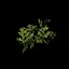 Grass complex leaves 2