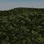 Grass complex leaves 2