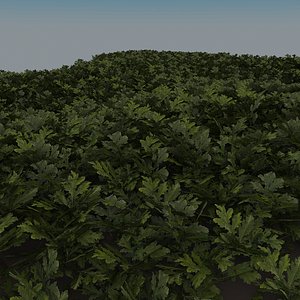 Grass complex leaves 2