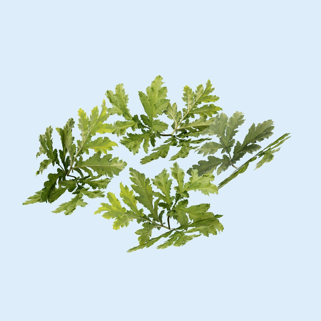 3D grass complex leaves https://p.turbosquid.com/ts-thumb/4t/S9cMSN/yG8tNXOl/t21/jpg/1603160537/1920x1080/fit_q87/b33d13863dac6145db19c6df14c0f70e0c39bebe/t21.jpg