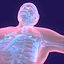 human body male 3d model