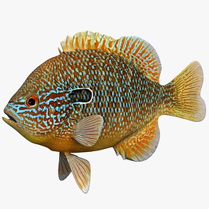Lepomis Gibbosus