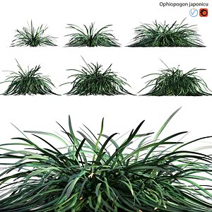 3D Ophiopogon japonicus - Asparagaceae model