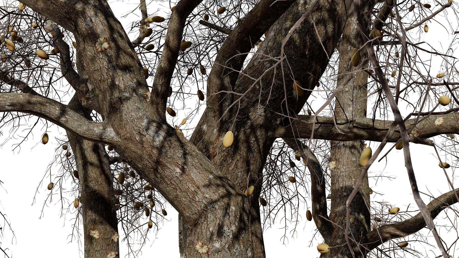 Common Star Chestnut 3D model https://p.turbosquid.com/ts-thumb/4t/gqJwAL/KO/southafricancommonstarchestnutsterculiarogersiithirdvariationz2l/jpg/1747003850/1920x1080/fit_q87/235fb13e77cda45e8ff8c1f325f130a80fcb60d0/southafricancommonstarchestnutsterculiarogersiithirdvariationz2l.jpg