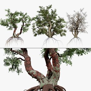 Common Star Chestnut 3D model