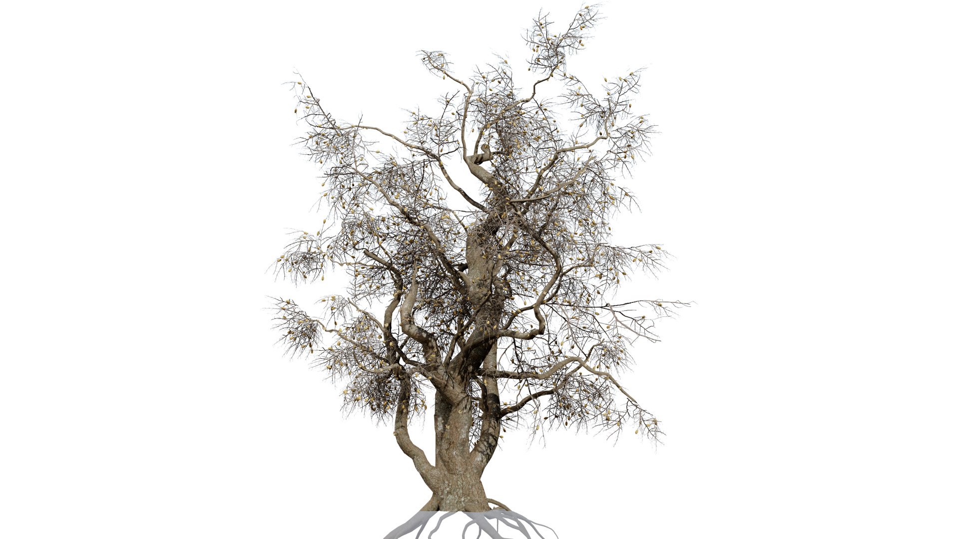 Common Star Chestnut 3D model https://p.turbosquid.com/ts-thumb/4t/gqJwAL/UN/southafricancommonstarchestnutsterculiarogersiithirdvariationl/jpg/1747003842/1920x1080/fit_q87/cccba4a83ee351902a1177995d883df5e9edc242/southafricancommonstarchestnutsterculiarogersiithirdvariationl.jpg
