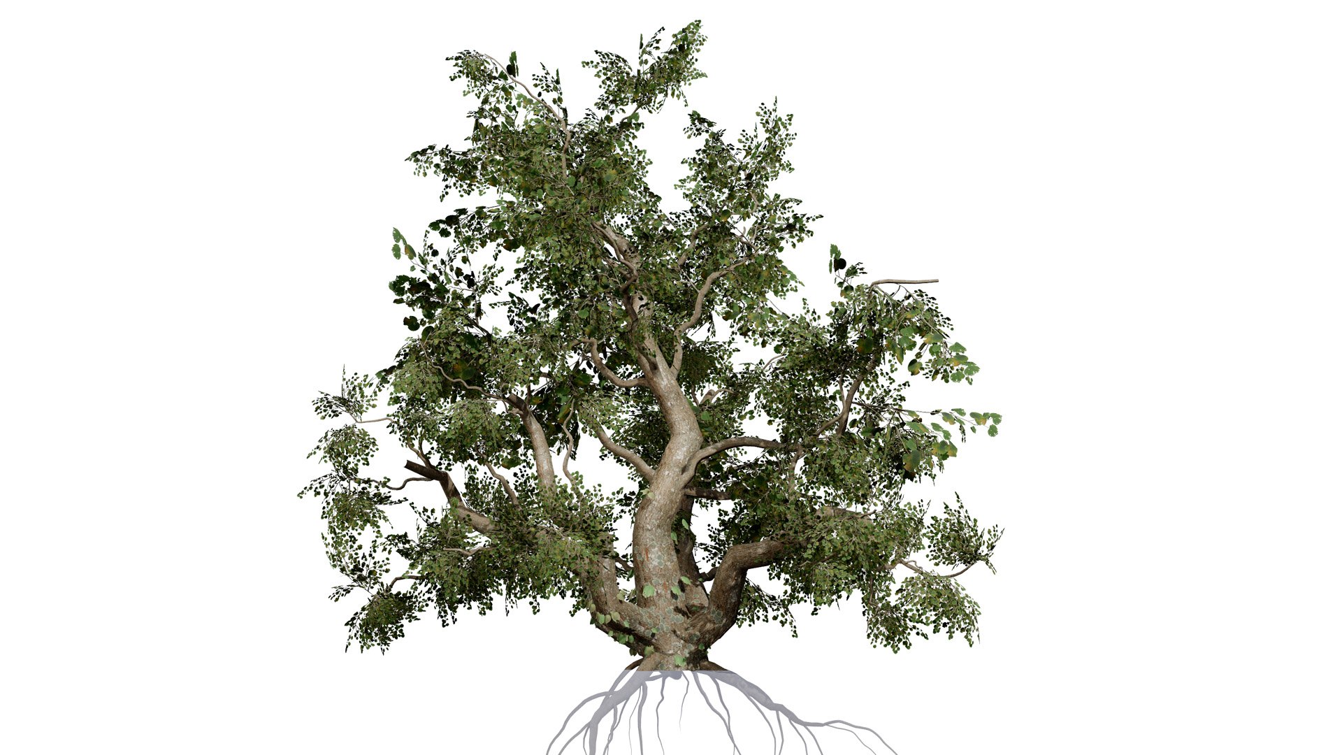 Common Star Chestnut 3D model https://p.turbosquid.com/ts-thumb/4t/gqJwAL/XM/southafricancommonstarchestnutsterculiarogersiifirstvariationl/jpg/1747003839/1920x1080/fit_q87/3e55febf15e22a9ee1554cc01e7e597ef1fe894d/southafricancommonstarchestnutsterculiarogersiifirstvariationl.jpg