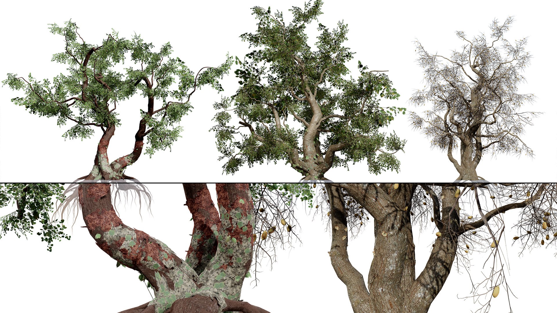 Common Star Chestnut 3D model https://p.turbosquid.com/ts-thumb/4t/gqJwAL/iN/artcoversouthafricancommonstarchestnutsterculiarogersiifirstvariation00/jpg/1747003837/1920x1080/fit_q87/b67327452ad1dc7d78fba0b055c8e0adbae0b83d/artcoversouthafricancommonstarchestnutsterculiarogersiifirstvariation00.jpg